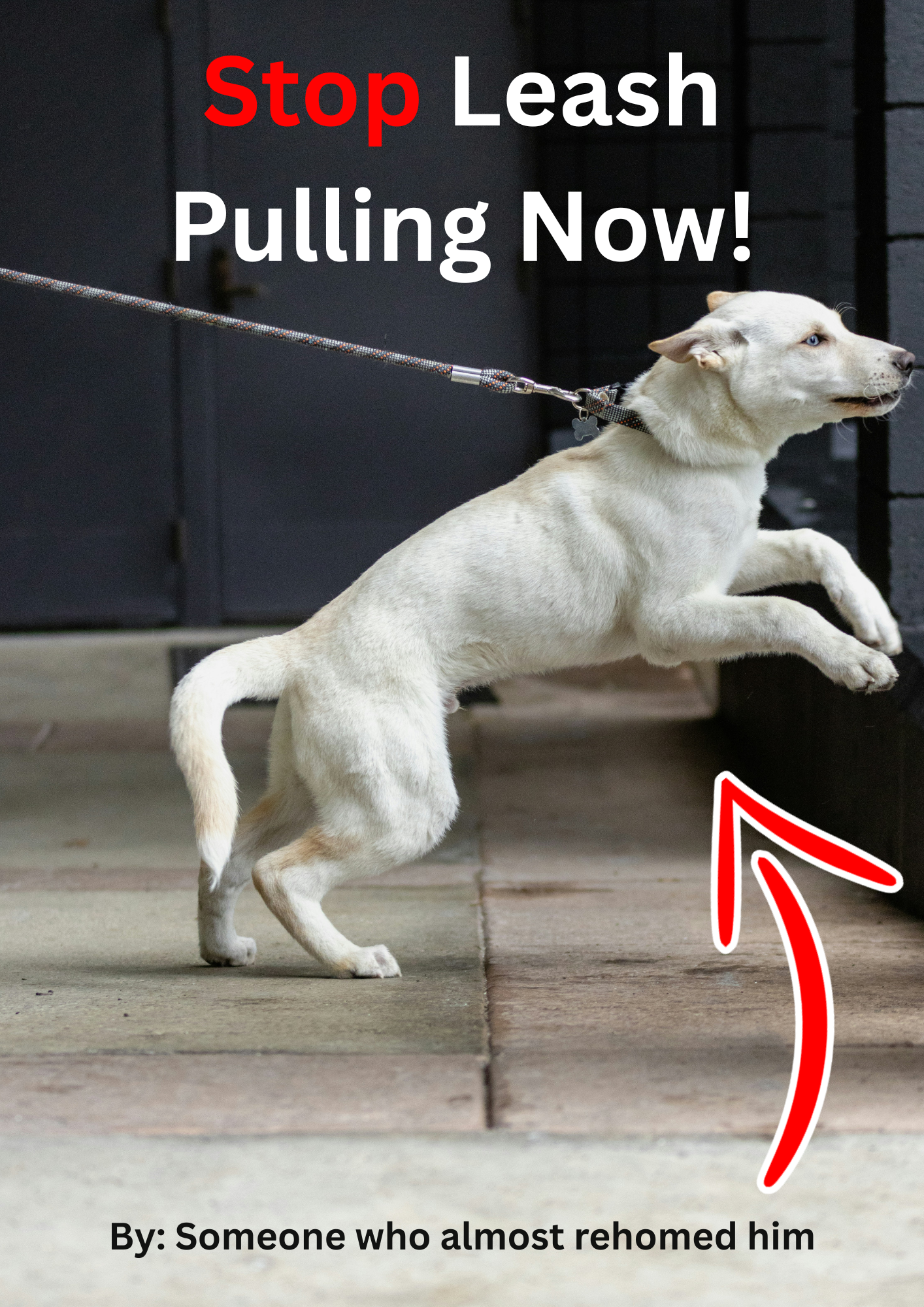 Stop Leash Pulling Now!
